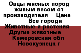 Овцы мясных пород живым весом от производителя. › Цена ­ 110 - Все города Животные и растения » Другие животные   . Кемеровская обл.,Новокузнецк г.